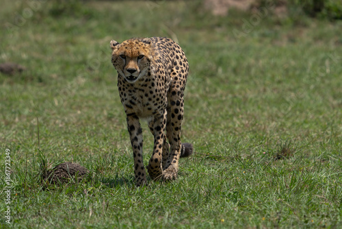 Canvas Print cheetah on the grass