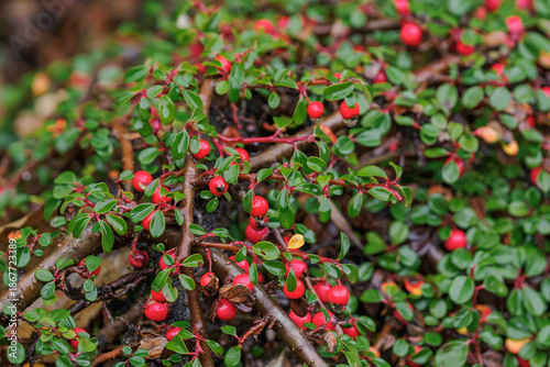 Fotografia Small-leaved cotoneaster with red fruits and tiny leaves after rain