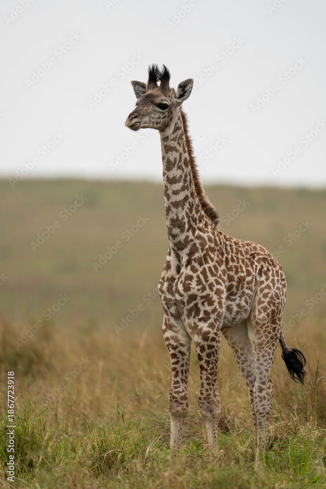 Obraz premium baby giraffe in the savannah