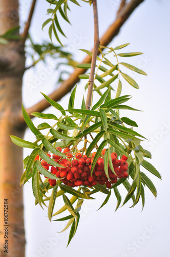 Japanese rowan tree Sorbus commixta 'Dodong' aka 'Olympic Flame' shrub twigs, bright red ripe fruits, green leaves, large detailed vertical closeup, gentle sunny afternoon shadows