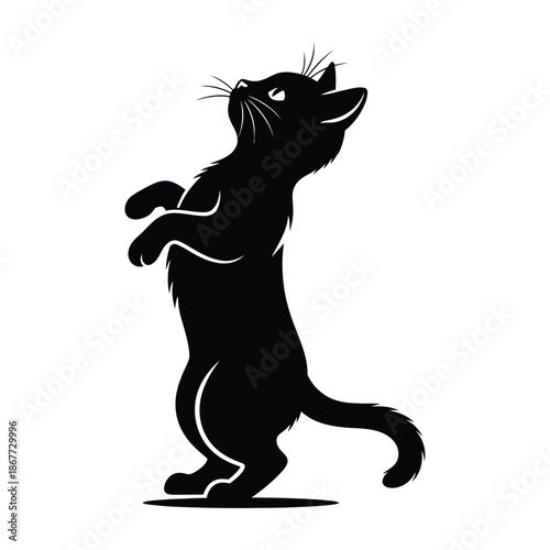 Black cat standing on hind legs and looking up