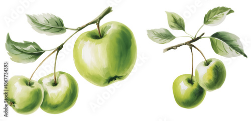 Botanical apple fruit on branch painted with natural watercolor. Natural apple fruit branch illustrated.