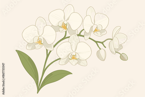 Elegant Orchid Blossoms. Delicate white orchid blossoms arranged in an elegant composition against a neutral background, soft