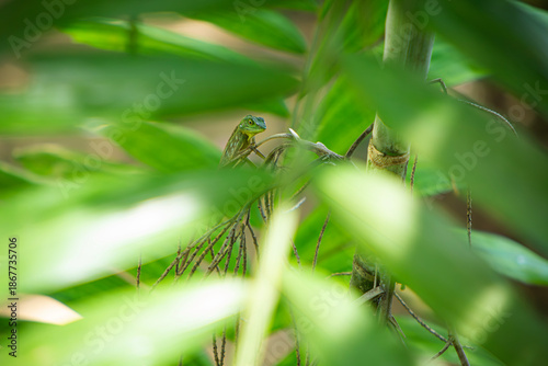 Green Crested Lizard (Bronchocela cristatella) peeping through some foliage in Borneo