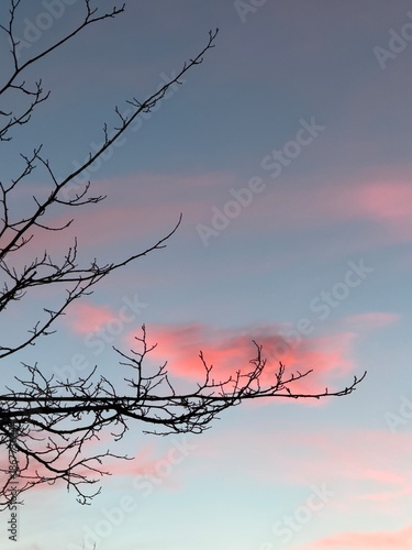 Bare tree branches silhouetted against soft pink clouds at sunset sky. 