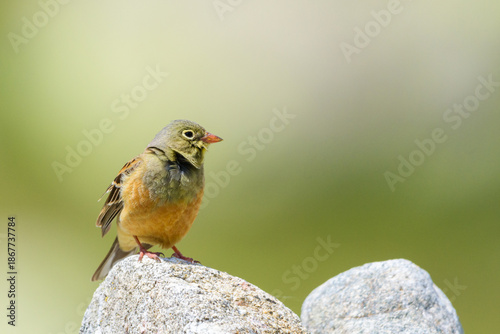 Ortolan bunting male profile singing