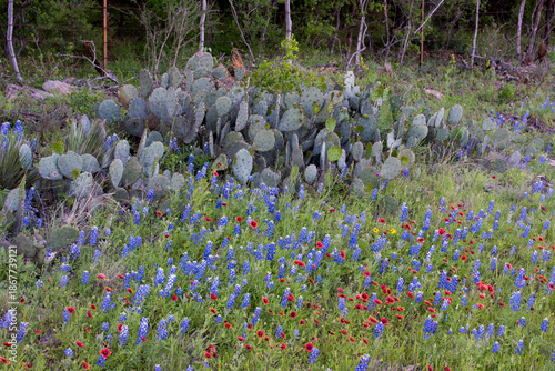 A field of flowers containing Texas bluebonnets, Firewheels and Prickly Pear Cactus in hill country, Texas.