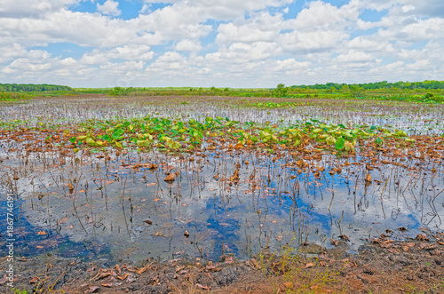 Sky Reflections in a Wetland Preserve