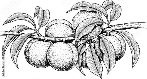 Detailed black and white drawing of peaches with leaves on a branch. Vector illustration
