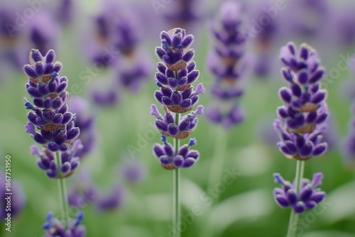 Lavender buds growing on stems in a field with green grass.