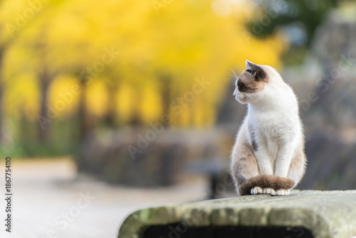 秋の公園で佇む猫