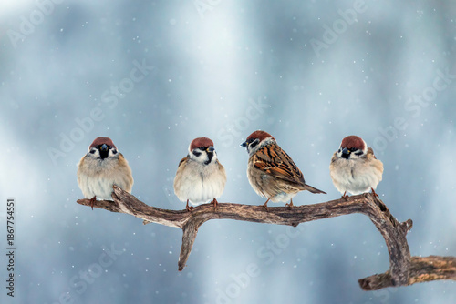 Cute chubby sparrow birds sitting on a tree branch in a winter snowy garden