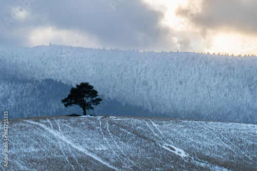 Lone evergreen tree standing on a snowy hill against a frost-covered forest background under a dramatic cloudy sky. Winter landscape minimalism.
