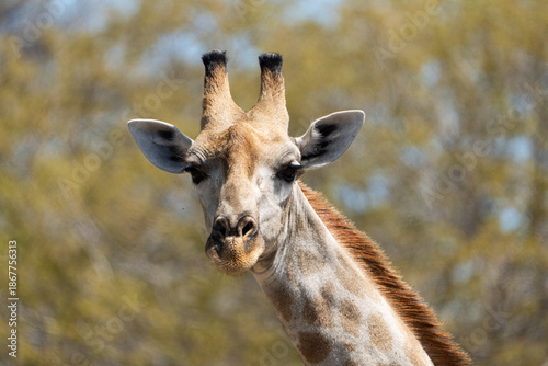 Portrait of a Giraffe