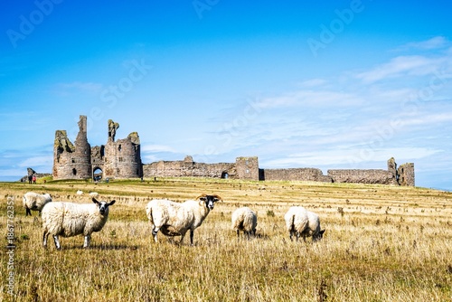Sheeps around Ruins of Dunstanburgh Castle, Northumberland Coast, England, UK