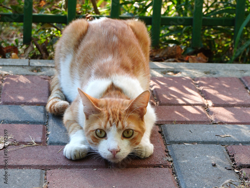 Cute red cat on her tummy in ready to react position