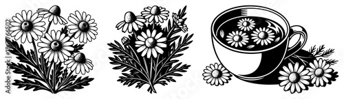 Chamomile flowers bouquet and herbal tea cup sketch collection