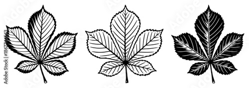 Three detailed horse chestnut leaves isolated on white background