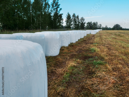 White plastic bale of hey are standing on a grass field in rural country side area. Farming and agriculture industry. Warm summer time mood and feel. Barn yard animal feed.
