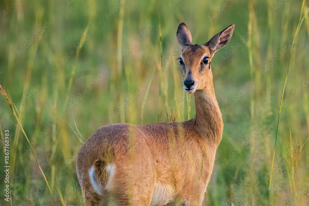 Obraz premium Wild oribi antelope standing alert in natural grassland habitat in Uganda, Africa. Wildlife scene showing African antelope in the wild during daylight.