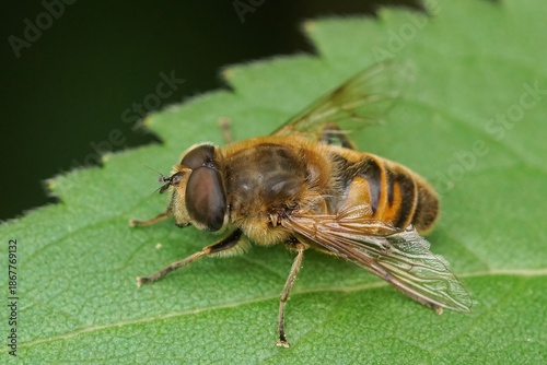 Closeup on a Common drone fly, Eristalis tenax in the garden sitting on a green nettle leaf