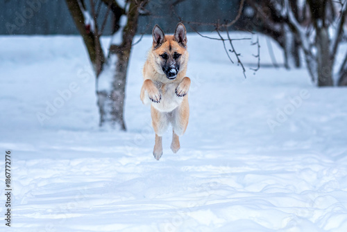Cute beige dog running in the snow in a winter snowy garden jumping high