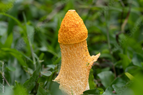 Quadro su tela Phallus indusiatus, commonly called the basket stinkhorn, bamboo mushrooms, bamboo pith, long net stinkhorn, crinoline stinkhorn, bridal veil, or veiled lady, is a fungus in the family Phallaceae