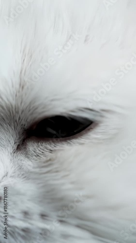 Close Up of a White Cat Eye Blinking