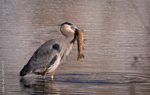 Fotografie Blue Heron Eating Fish