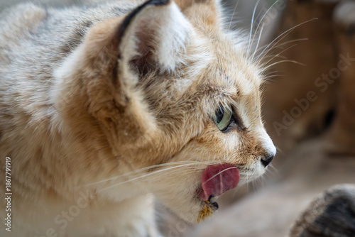 Sand Cat