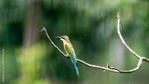 Slika na platnu Blue-tailed Bee eater perching on a tree branch with greenish background