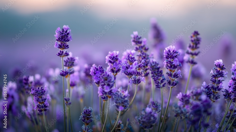 Fototapeta premium Close-Up View of Beautiful Lavender Flowers Blooming in a Scenic Field During Golden Hour with Soft Bokeh Background and Vibrant Purple Hues