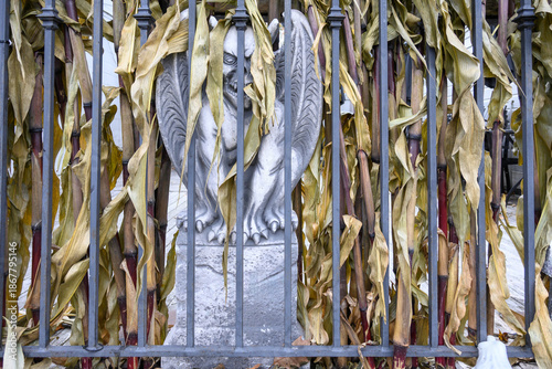 Fotografija Dried corn stalks on a wrought iron fence with a decorative plastic cement gargo