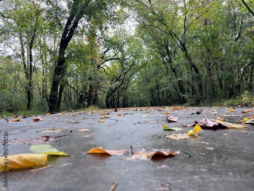 autumn in the park