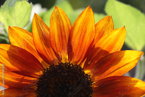 close up of orange sunflower petals backlit with green leaves in silhouette