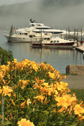 beautiful vibrant yellow lilies in full bloom with a foggy harbor marina with boats