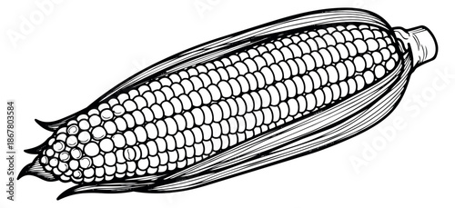 Hand drawn line art illustration of an ear of corn depicting kernels and husks for food and agriculture concepts