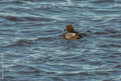 Female common goldeneye swimming in a lake with waves.