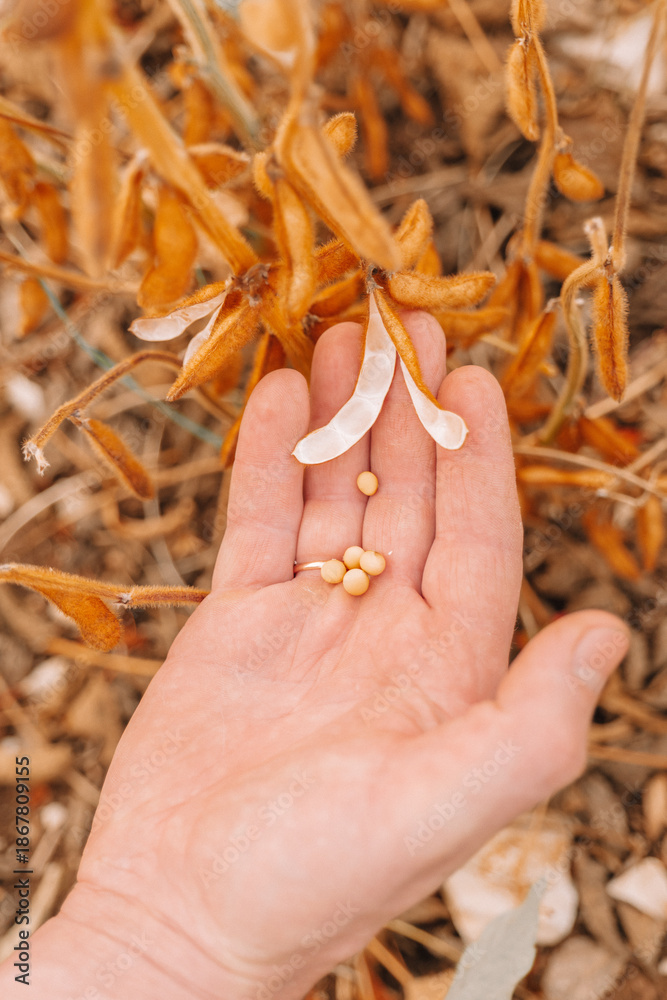Fototapeta premium Close-up of soybean grains in a pod in hands.farmer checks the soybeans for ripeness.Farmer in soybean field 