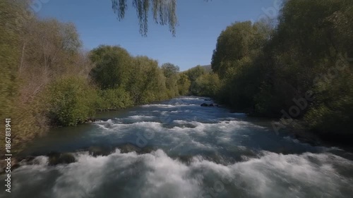 Provo River rushing through a lush green forest with overhanging willow trees and white water rapids in summer sunlight