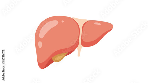 Stylized illustration of a human liver and gallbladder, representing internal organs and anatomy for medical and biological contexts.
