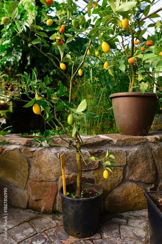 Limequat Tavares citrus tree with yellow fruits growing in a pot in a garden. Citrus floridana plant with green leaves cultivated in the USA