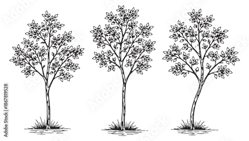 Hand drawn line art tree set featuring three distinct trees with lush foliage for nature and ecology designs