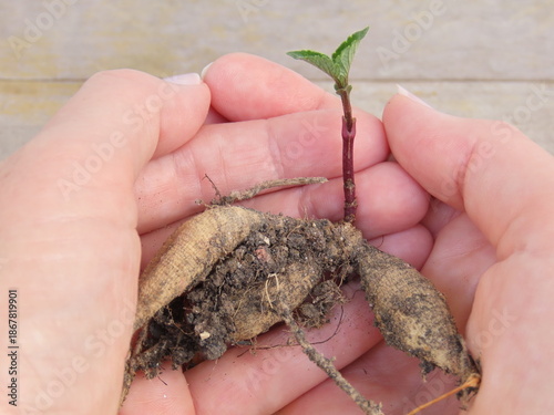 Fotografie Closeup of woman hands holding a dahlia tuber with a sprout