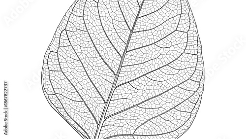 A detailed vector illustration of a leaf with intricate veins on a