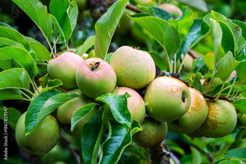 Gravenstein Apples on Tree in Sonoma County California