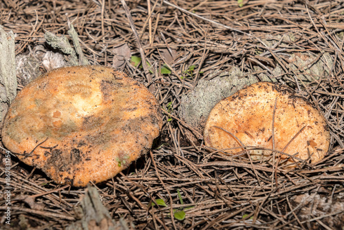 Una pareja de níscalos juntitos 