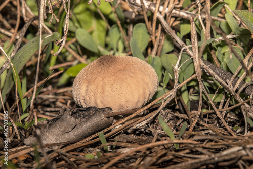 Una forma muy curiosa de soltar las esporas esta Pýchavka obecná (Lycoperdon perlatum)