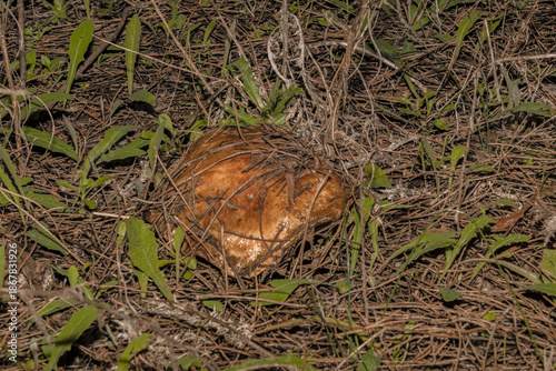 Saliendo del pasto una Seta esponja 