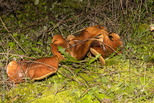 Una forma muy peculiar la forma de estas Seta esponja 
